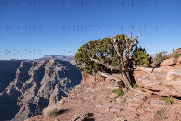 Tree growing from between the rocks along the rim of the canyon at Guano Point in Grand Canyon West near Peach Springs, Arizona