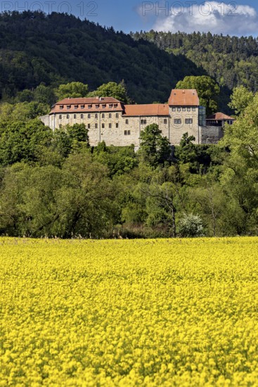 Castle above a blossoming rapeseed field in an idyllic rural setting, Creuzburg Castle in Thuringia