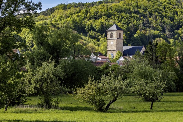 Three large trees in a meadow, in the background the steeple of a village, The steeple of the Protestant church of Creuzburg in Thuringia