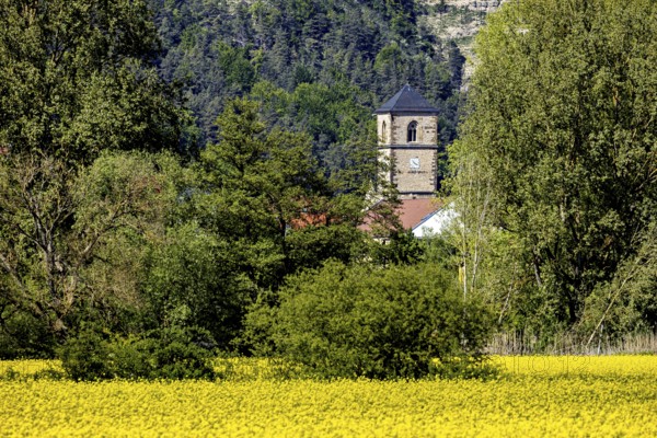 A church tower rises behind a yellow field surrounded by trees, The steeple of the Protestant church of Creuzburg in Thuringia
