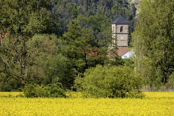 A village is dominated by a church tower, in the foreground a large yellow field, The church tower of the Protestant church of Creuzburg in Thuringia