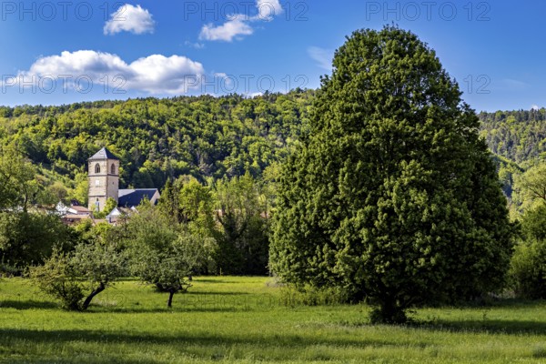 A large tree next to a meadow, with a church tower in the background, The steeple of the Protestant church of Creuzburg in Thuringia