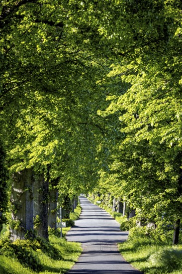 A tree-lined street in a green summer landscape that radiates a peaceful and idyllic atmosphere, the Lindenalle near Herleshausen in Hesse