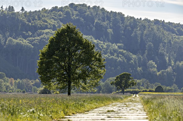 A path leads across a sunny meadow to a large tree, surrounded by green forests and clear skies, The landscape of the Werra valley near Herleshausen in Hesse