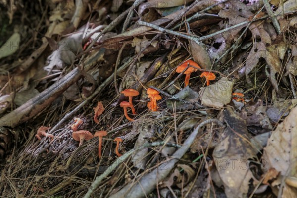 Bright orange mushrooms growing out of dead leaves and pine needles on the forest floor near Bryson City, North Carolina, USA