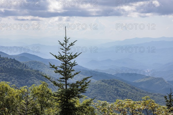 Pine tree silhoetted against a smoky haze over the foliage on the mountainsides along the Blue Ridge Parkway in the Smoky Mountains near Cherokee, North Carolina, USA