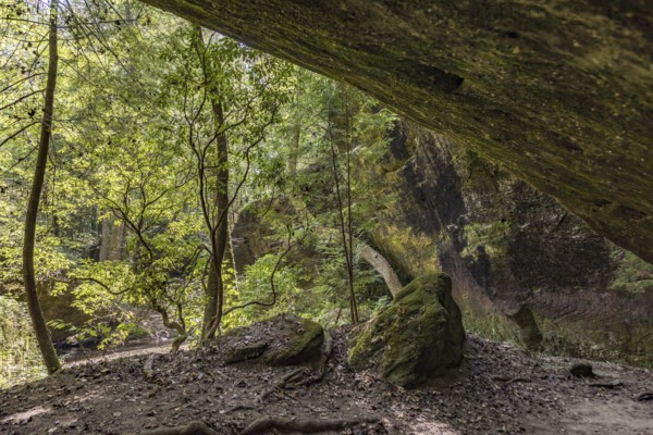 Twisted trees fighting for sunlight along a hiking trail through Dismals Canyon near Phil Campbell, Alabama, USA