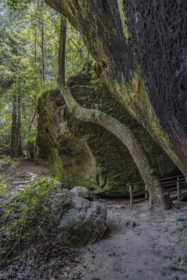 Twisted trees fighting for sunlight along a hiking trail through Dismals Canyon near Phil Campbell, Alabama, USA