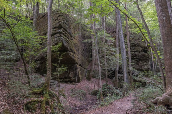 Trees growing between rock formations along a hiking trail through Dismals Canyon near Phil Campbell, Alabama, USA