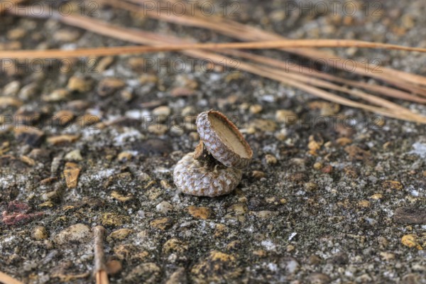 Close up of a pair of acorn caps on the rocky ground in the Autumn