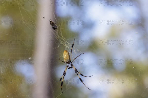 Golden silk orb-weaver spider, or banana spider, on its web near Quitman, Mississippi