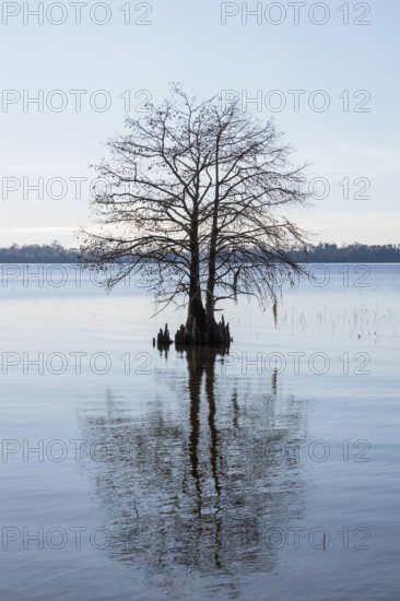 Cypress tree silhouetted against a clear blue sky in Lake Seminole at the Corps of Engineers Eastbank Campground near the Florida state line in Georgia
