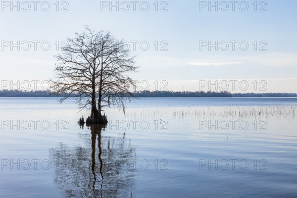 Cypress tree silhouetted against a clear blue sky in Lake Seminole at the Corps of Engineers Eastbank Campground near the Florida state line in Georgia
