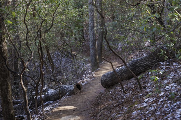 Log cut away from the Benton MacKaye Trail in the Chattahoochee National Forest near Blue Ridge, Georgia, USA