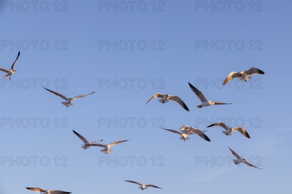 Flock of seagulls searching for food along the Mississippi Gulf Coast