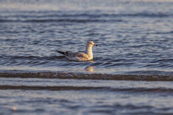 Seagull floating at the waterline searching for food along the Mississippi Gulf Coast in evening light