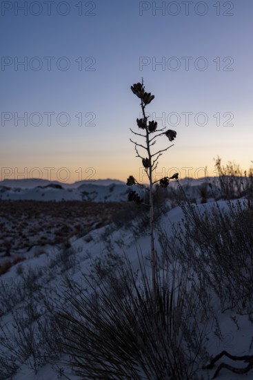 Yucca plant growing in the sand dunes of White Sands National Park in Alamogordo, New Mexico, USA