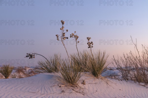 Yucca plants growing in the sand dunes of White Sands National Park in Alamogordo, New Mexico, USA