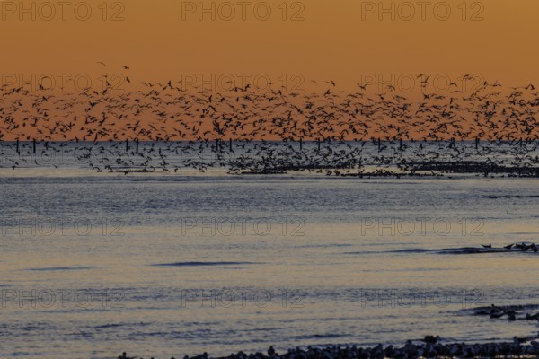 Flock of seagulls silhouetted against a bright orange sunset along the Mississippi Gulf Coast