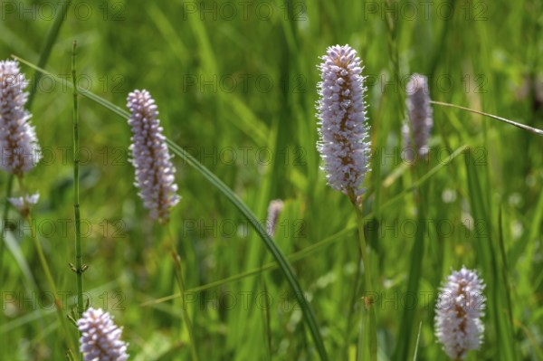 Snake knotweed (Bistorta officinalis) on a spring meadow, Bavaria, Germany