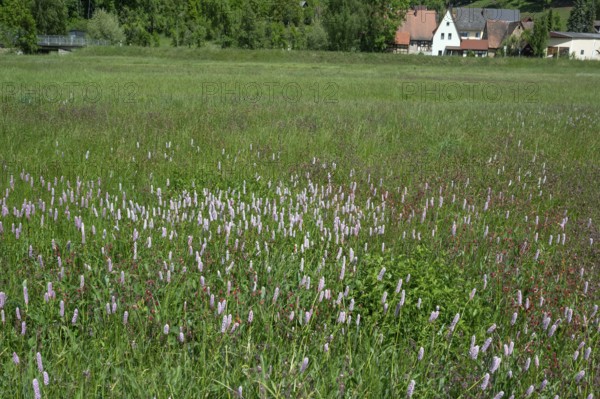 Spring meadow with snake knotweed (Bistorta officinalis) in Franconian Switzerland, Egloffstein, Upper Franconia, Bavaria, Germany
