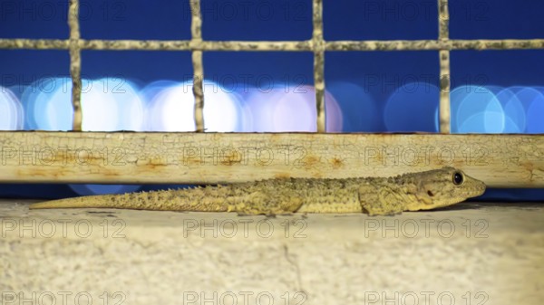A gecko at night on a balcony with a rusty grille with the reflections of the city in the background, Buenos Aires, Argentina