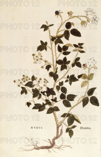 Dewberry, Rubus, coloured illustration by Leonhart Fuchs, (1542), from De historia stirpium commentarii insignes, digital reproduction in authentic condition, Historical