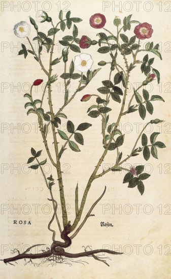 Evergreen rose, Rosa sempervirens, coloured illustration by Leonhart Fuchs, (1542), from De historia stirpium commentarii insignes, digital reproduction in authentic condition, Historical
