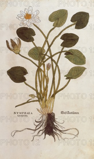 White Lotus - Nymphaea alba, Nymphaea candida, coloured illustration by Leonhart Fuchs, (1542), from De historia stirpium commentarii insignes, digital reproduction in authentic condition, Historical