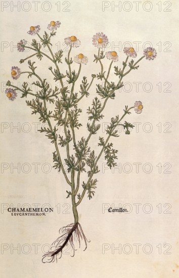 Chamomile, Matricaria chamomilla, Chamaemelum leucanthemum, coloured illustration by Leonhart Fuchs, (1542), from De historia stirpium commentarii insignes, digital reproduction in authentic condition, Historical