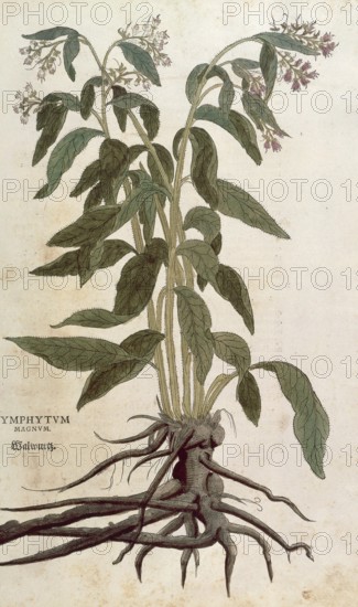 Comfrey, Symphytum officinale, Symphytum magnus, coloured illustration by Leonhart Fuchs, (1542), from De historia stirpium commentarii insignes, digital reproduction in authentic condition, Historical