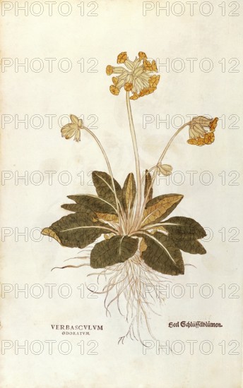 Cowslip, Primula veris officinalis, Verbasculum odoratum, coloured illustration by Leonhart Fuchs, (1542), from De historia stirpium commentarii insignes, digital reproduction in authentic condition, Historical