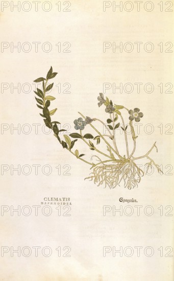 Periwinkle, Vinca minor, Clematis daphnoides, coloured illustration by Leonhart Fuchs, (1542), from De historia stirpium commentarii insignes, digital reproduction in authentic condition, Historical