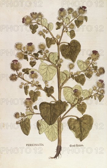 Greater burdock, Arctium lappa, coloured illustration by Leonhart Fuchs, (1542), from De historia stirpium commentarii insignes, digital reproduction in authentic condition, Historical