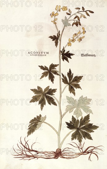 Monkshood, Wolfsbane, Aconitum lycoctonum, coloured illustration by Leonhart Fuchs, (1542), from De historia stirpium commentarii insignes, digital reproduction in authentic condition, Historical