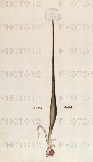 Onion, Allium cepa, coloured illustration by Leonhart Fuchs, (1542), from De historia stirpium commentarii insignes, digital reproduction in authentic condition, Historical