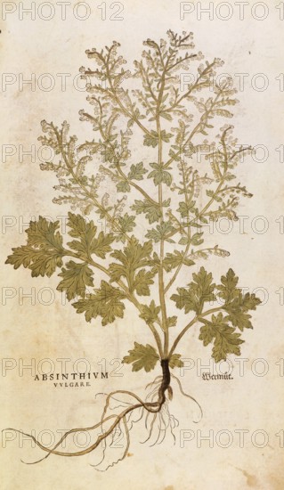 Wormwood, Artemisia absinthium, Absinthium vulgare, coloured illustration by Leonhart Fuchs, (1542), from De historia stirpium commentarii insignes, digital reproduction in authentic condition, Historical