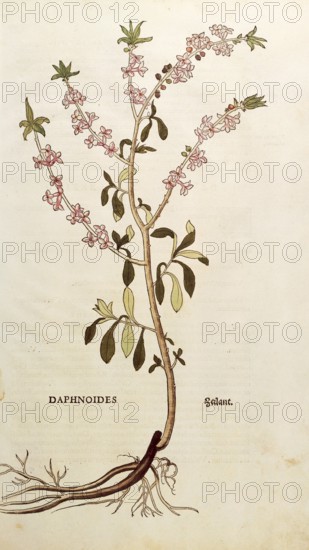 Daphne mezereum, Daphnoides, coloured illustration by Leonhart Fuchs, (1542), from De historia stirpium commentarii insignes, digital reproduction in authentic condition, Historical