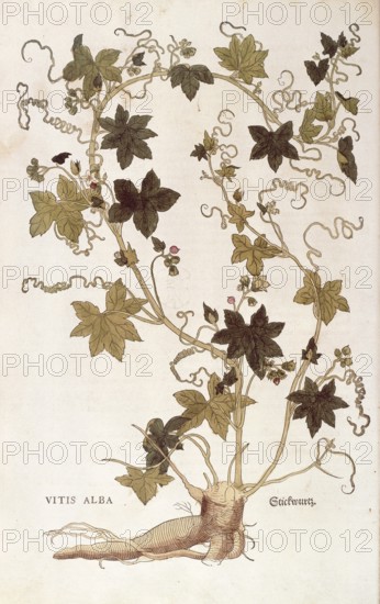Red bryony, Bryonia dioica, Vitis alba, coloured illustration by Leonhart Fuchs, (1542), from De historia stirpium commentarii insignes, digital reproduction in authentic condition, Historical
