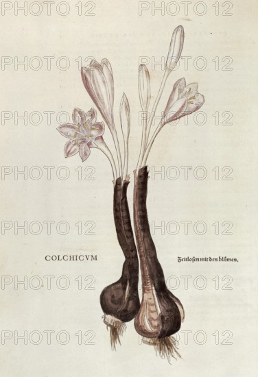 Autumn crocus, Colchicum autumnale, coloured illustration by Leonhart Fuchs, (1542), from De historia stirpium commentarii insignes, digital reproduction in authentic condition, Historical