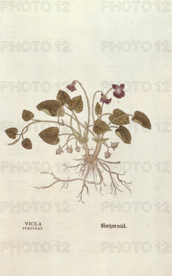 Violet, Viola odorata, coloured illustration by Leonhart Fuchs, (1542), from De historia stirpium commentarii insignes, digital reproduction in authentic condition, Historical