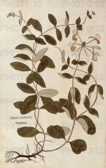 Honeysuckle, Lonicera periclymenum, coloured illustration by Leonhart Fuchs, (1542), from De historia stirpium commentarii insignes, digital reproduction in authentic condition, Historical