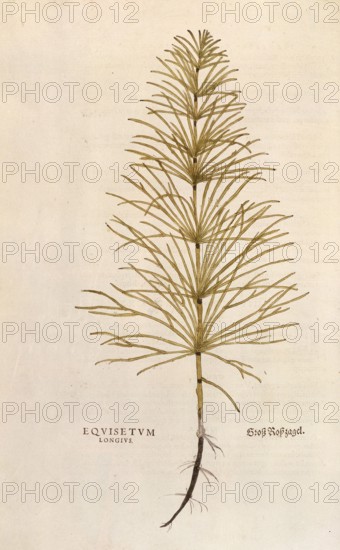 Horsetail, Equisetum arvense, Equisetum longius, coloured illustration by Leonhart Fuchs, (1542), from De historia stirpium commentarii insignes, digital reproduction in authentic condition, Historical