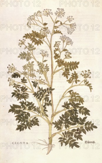 Spotted hemlock, Conium maculatum, Cicuta, coloured illustration by Leonhart Fuchs, (1542), from De historia stirpium commentarii insignes, digital reproduction in authentic condition, Historical
