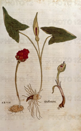 Arum italicum, Arum italicum, Arum, coloured illustration by Leonhart Fuchs, (1542), from De historia stirpium commentarii insignes, digital reproduction in authentic condition, Historical