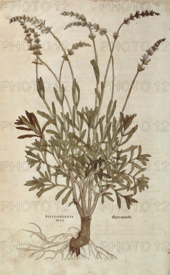 Lavender, Lavandula spica, Pseudonardus mas, coloured illustration by Leonhart Fuchs, (1542), from De historia stirpium commentarii insignes, digital reproduction in authentic condition, Historical