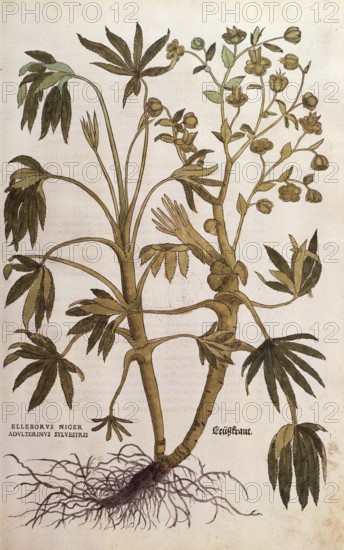 Stinking hellebore, Helleborus foetidus, Helleborus niger adulterinus sylvestris, coloured illustration by Leonhart Fuchs, (1542), from De historia stirpium commentarii insignes, digital reproduction in authentic condition, Historical
