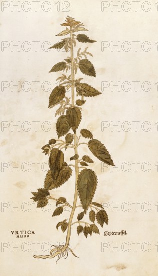 Stinging nettle, stinging nettle, Urtica dioica, Urtica major, coloured illustration by Leonhart Fuchs, (1542), from De historia stirpium commentarii insignes, digital reproduction in authentic condition, Historical
