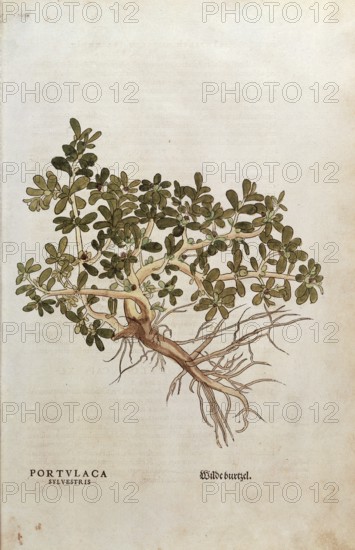 Portulaca, Portulaca oleracea, Portulaca sylvestris, coloured illustration by Leonhart Fuchs, (1542), from De historia stirpium commentarii insignes, digital reproduction in authentic condition, Historical