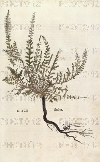 Heather, Erica, Calluna vulgaris, Erice, coloured illustration by Leonhart Fuchs, (1542), from De historia stirpium commentarii insignes, digital reproduction in authentic condition, Historical